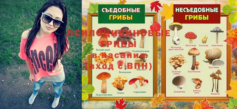 магазин продажи   Клин  Псилоцибиновые грибы Cubensis 